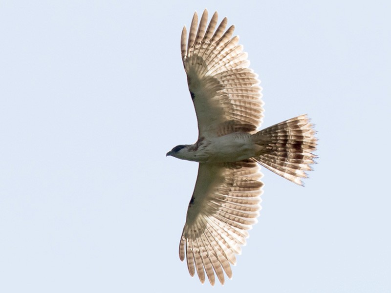 Sulawesi Honey-buzzard - Frédéric PELSY