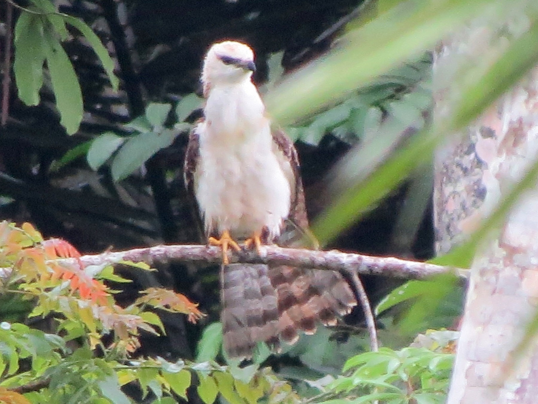 Sulawesi Honey-buzzard - Rainer Seifert