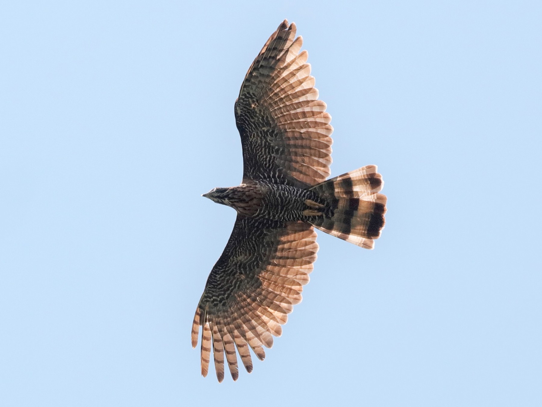 Sulawesi Honey-buzzard - Holger Teichmann