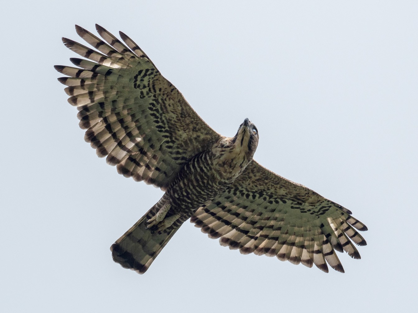 Javan Hawk-Eagle - Forest Botial-Jarvis