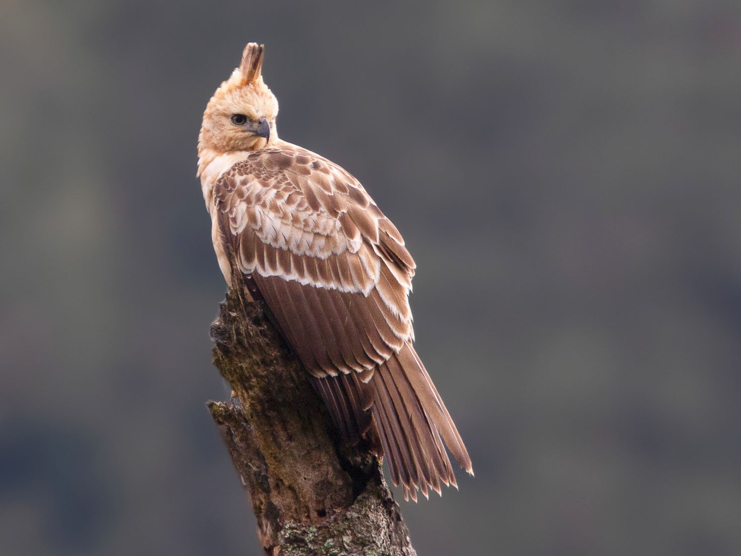 Javan Hawk-Eagle - eBird