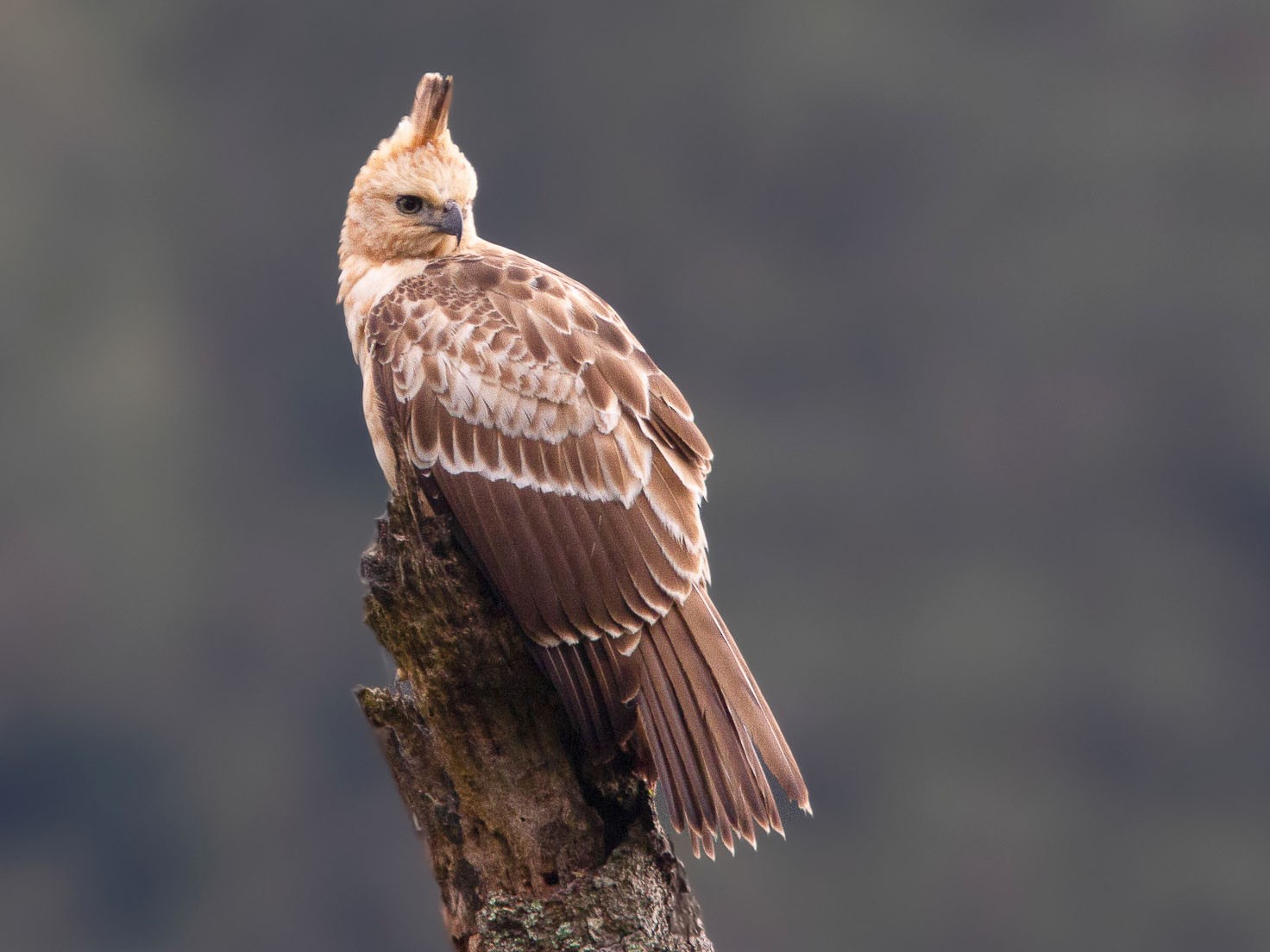 Javan Hawk-Eagle - Wade Strickland