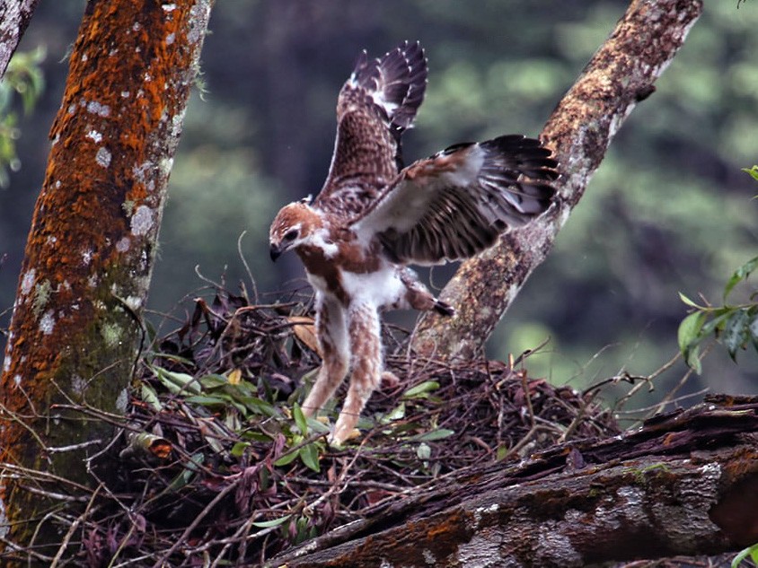 Javan Hawk-Eagle - Siti Sutedjo