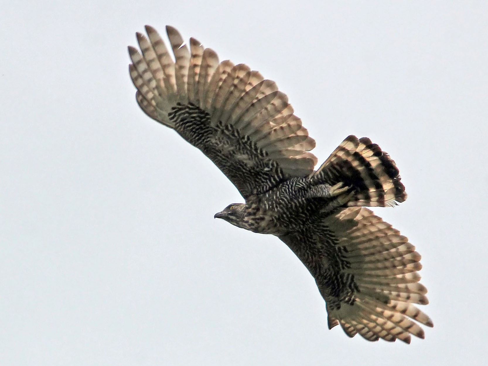 Sulawesi Hawk-Eagle - Phillip Edwards