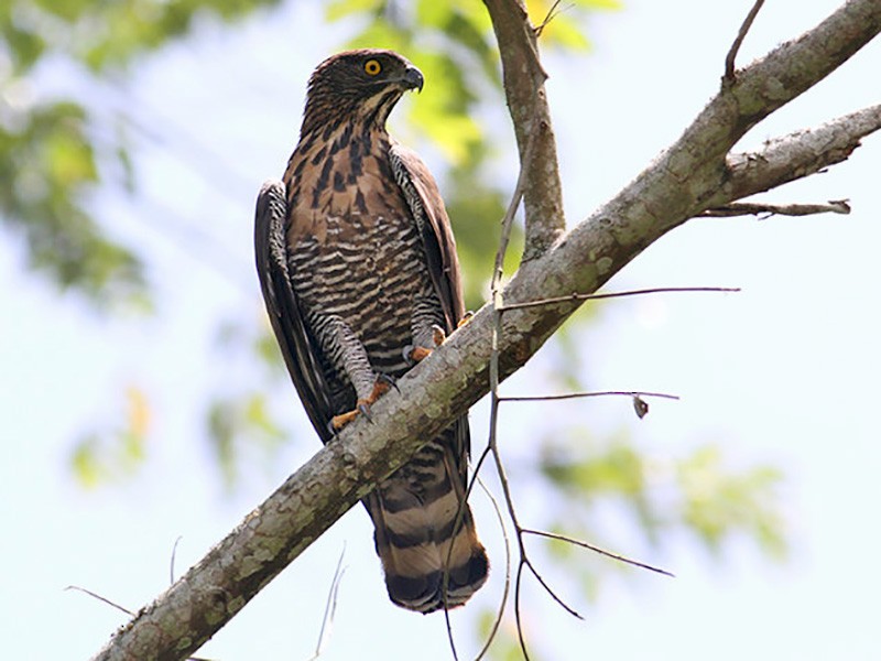 Sulawesi Hawk Eagle Ebird