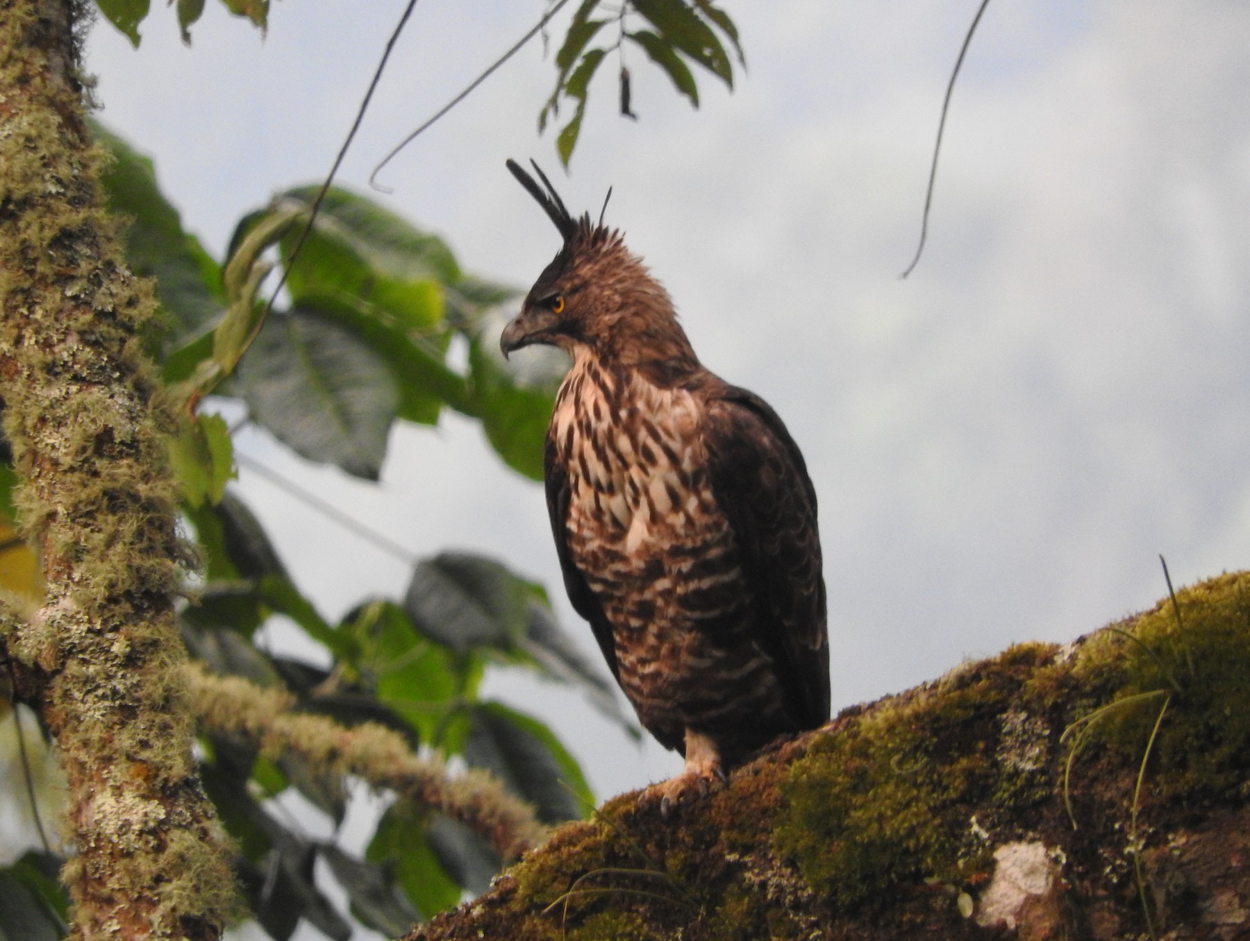 Javan Hawk-Eagle - Sandy Gayasih