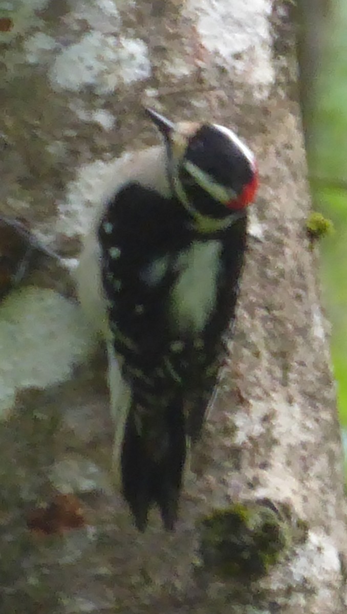 Downy Woodpecker - ML27128111