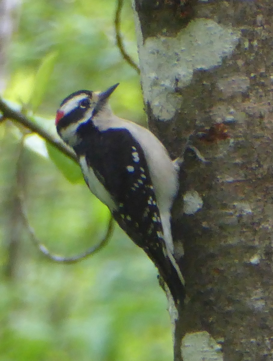 Downy Woodpecker - ML27128121