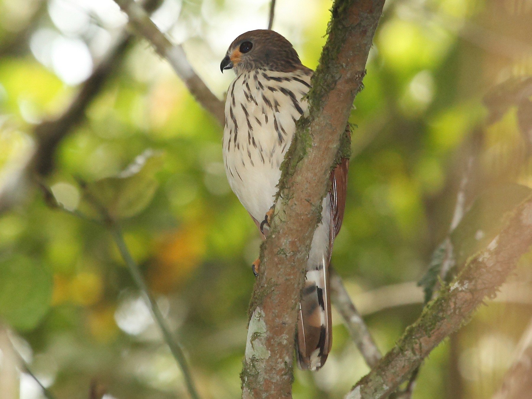 Spot-tailed Goshawk - Nigel Voaden