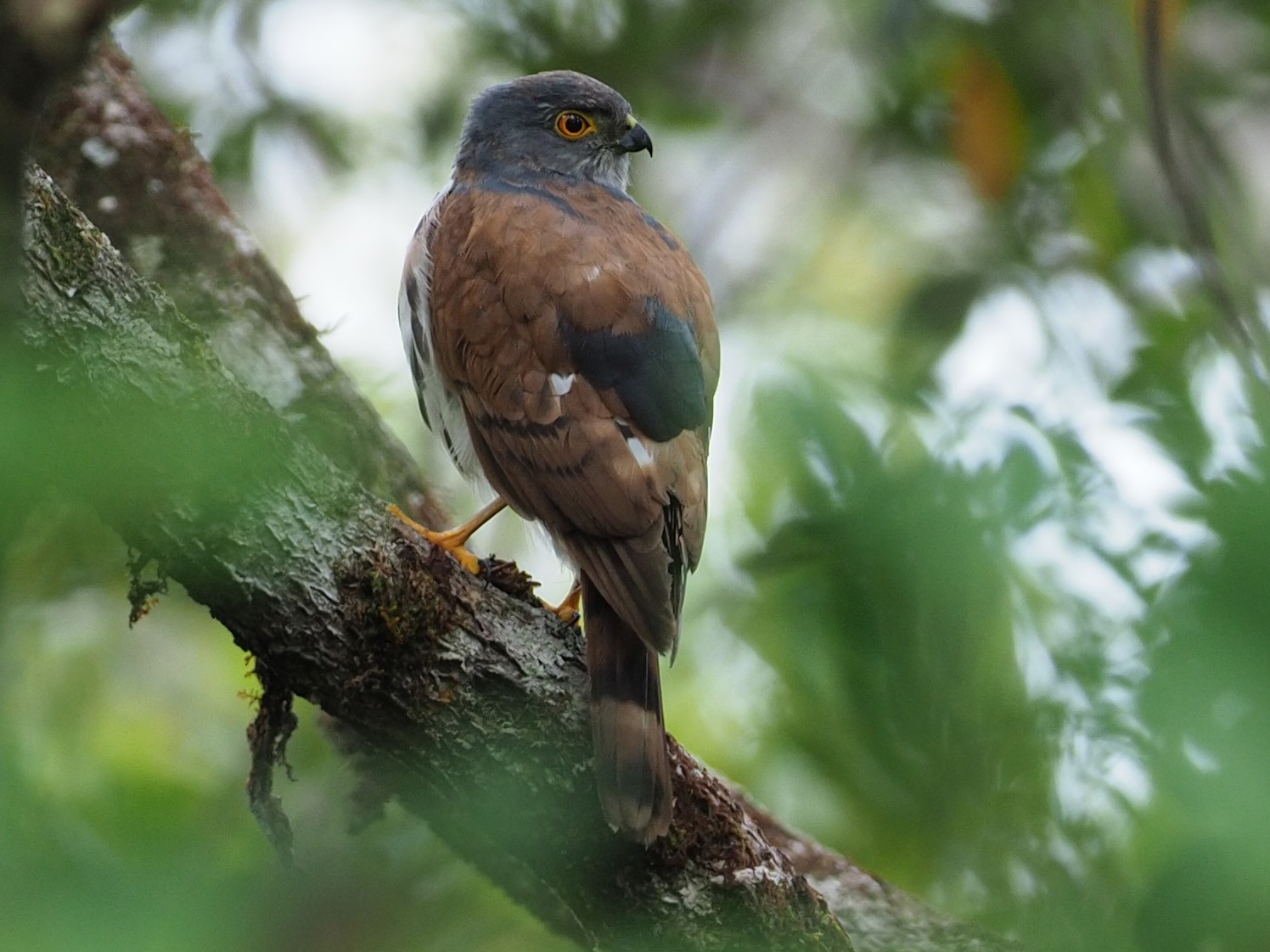 Small Sparrowhawk Ebird