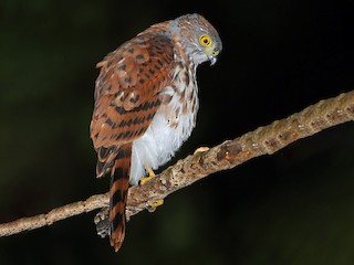 Молодая птица - James Eaton - ML271282551