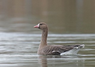 Greater White-fronted Goose, ML27128471