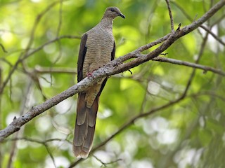  - Flores Sea Cuckoo-Dove