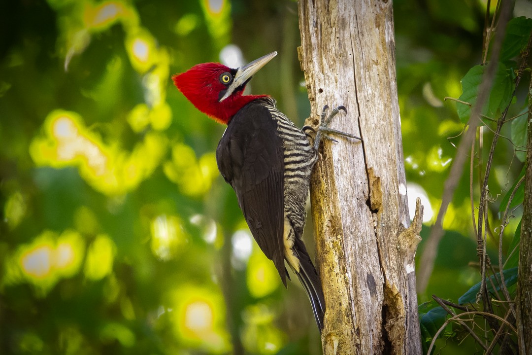 Robust Woodpecker - LAERTE CARDIM