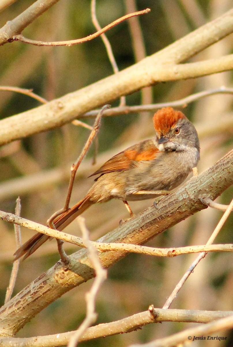 Sooty-fronted Spinetail - jesus  enrique