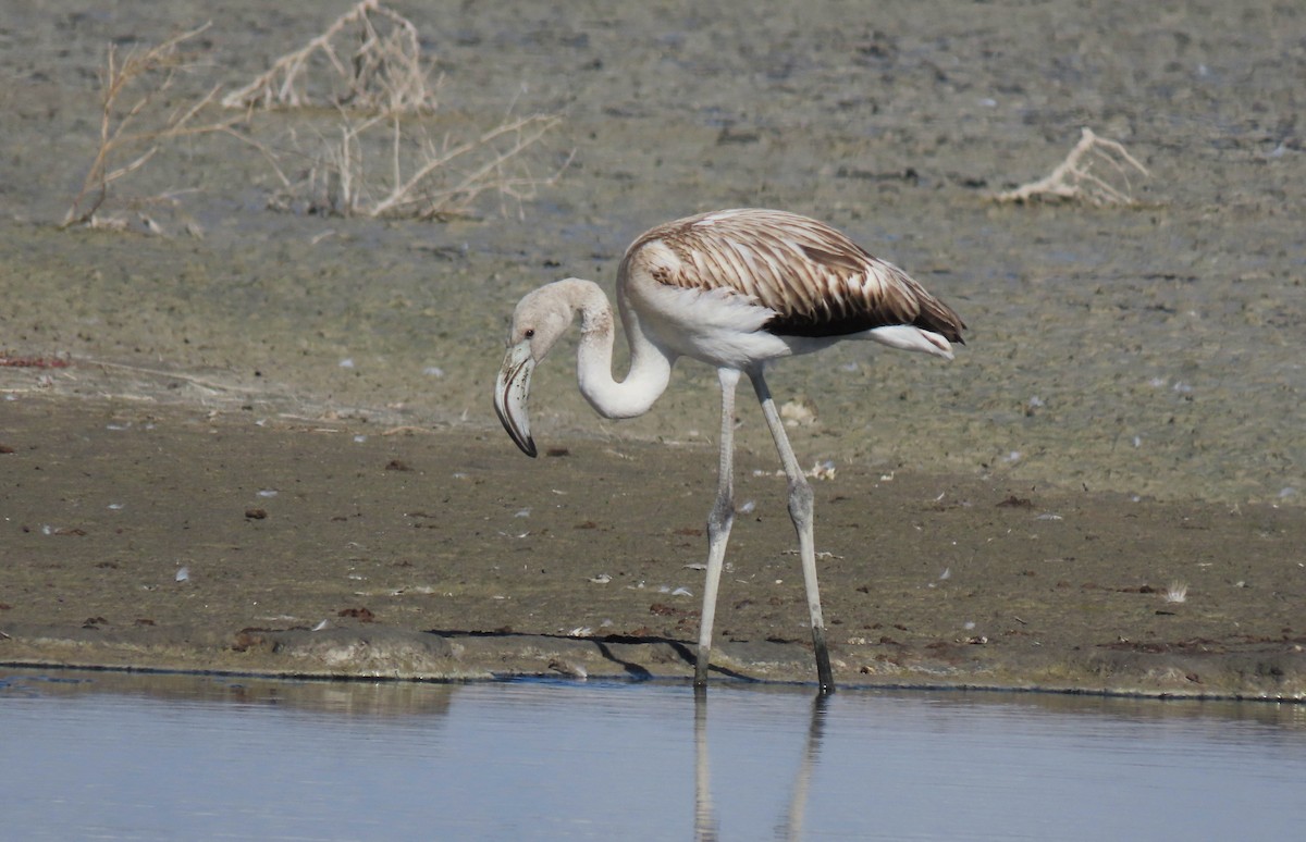 Greater Flamingo - Carlos Antón