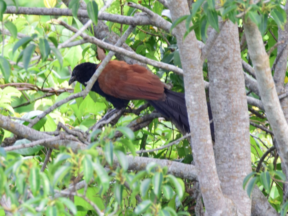 Greater Coucal - Shafeeq Wilson