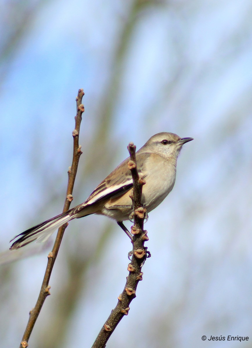 White-banded Mockingbird - jesus  enrique