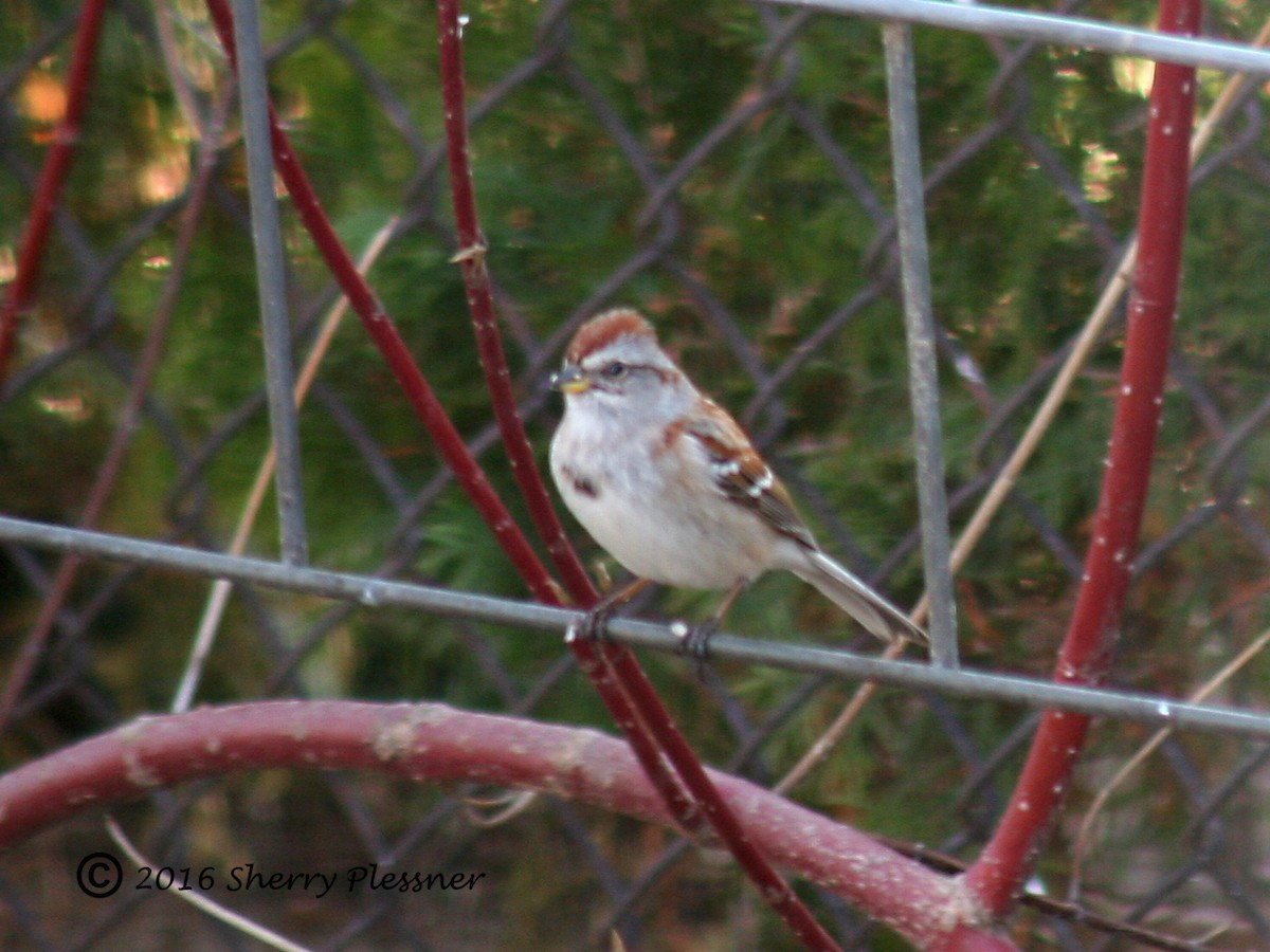 American Tree Sparrow - ML27130741