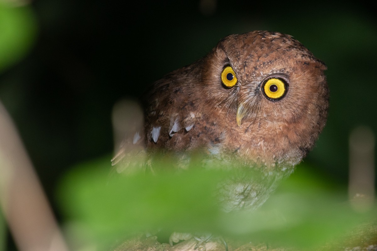Foothill Screech-Owl - Jhonathan Miranda - Wandering Venezuela Birding Expeditions