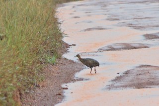 Red-winged Tinamou, ML271314671