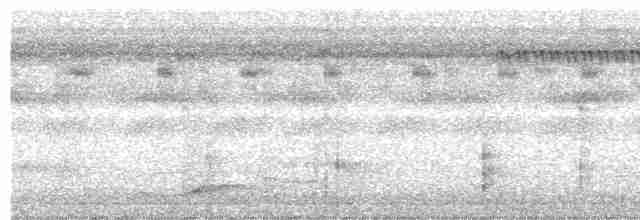 Pic ondé (groupe grammicus) - ML271316911
