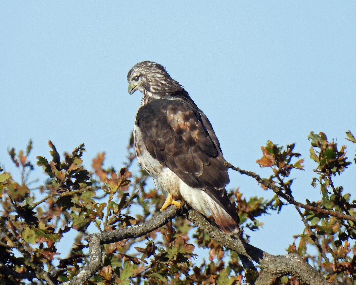 Red-tailed Hawk (Harlan's) - ML271324211