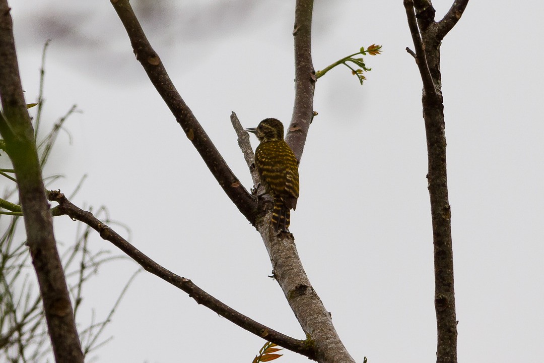 White-spotted Woodpecker - LAERTE CARDIM