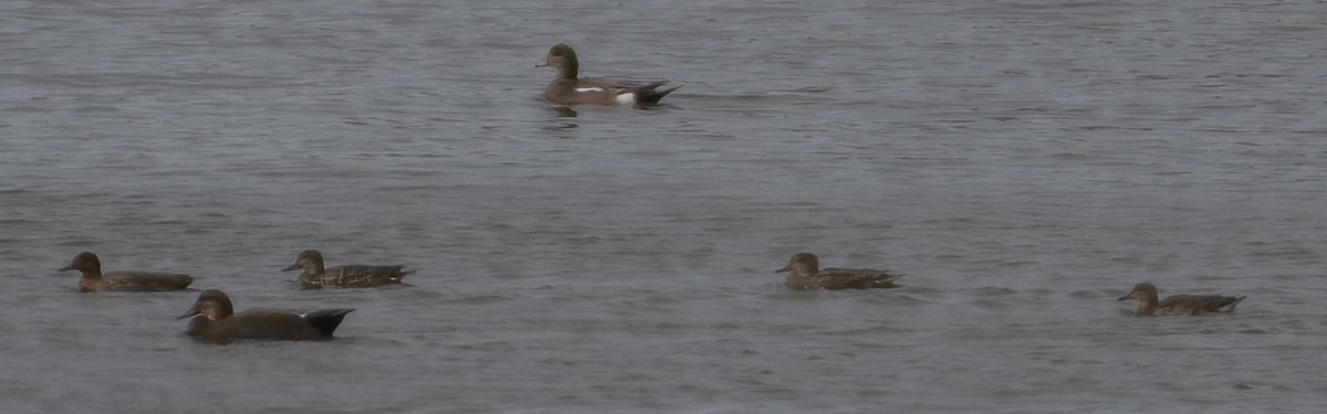 Green-winged Teal - ML271329351