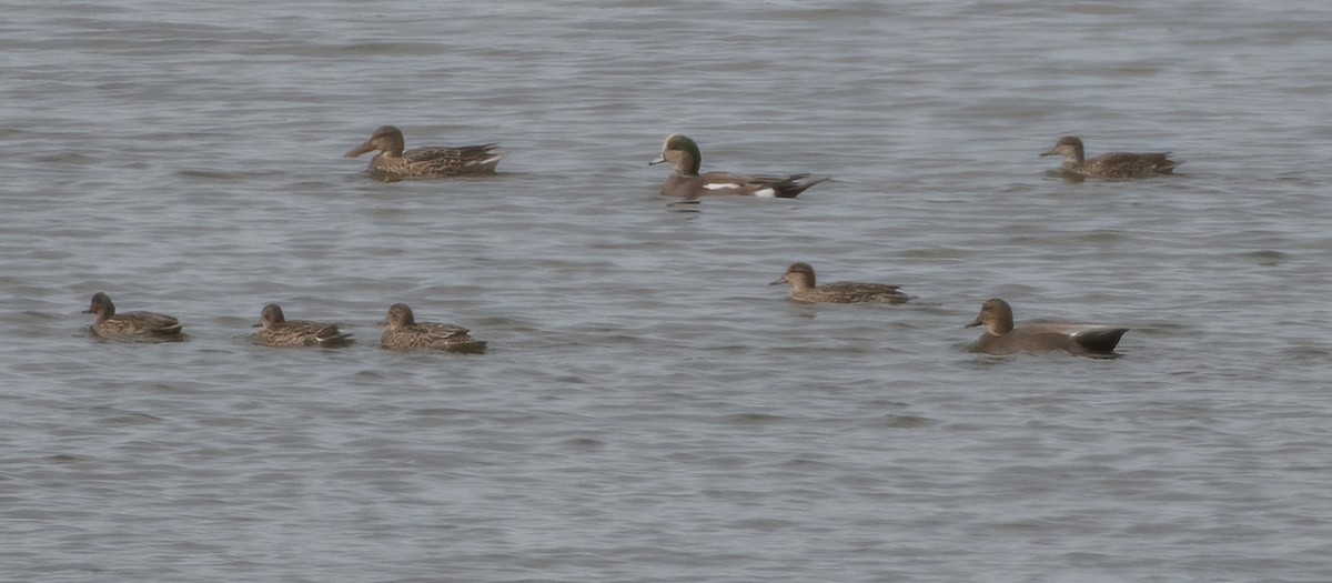 Green-winged Teal - ML271329361