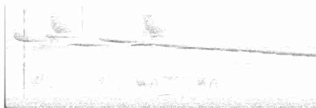White-browed Warbler - ML271338931
