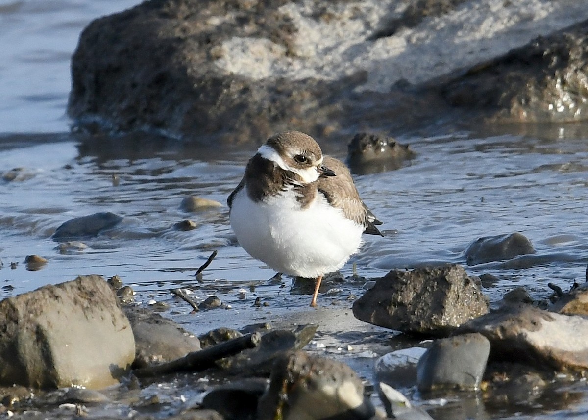 Semipalmated Plover - ML271340881