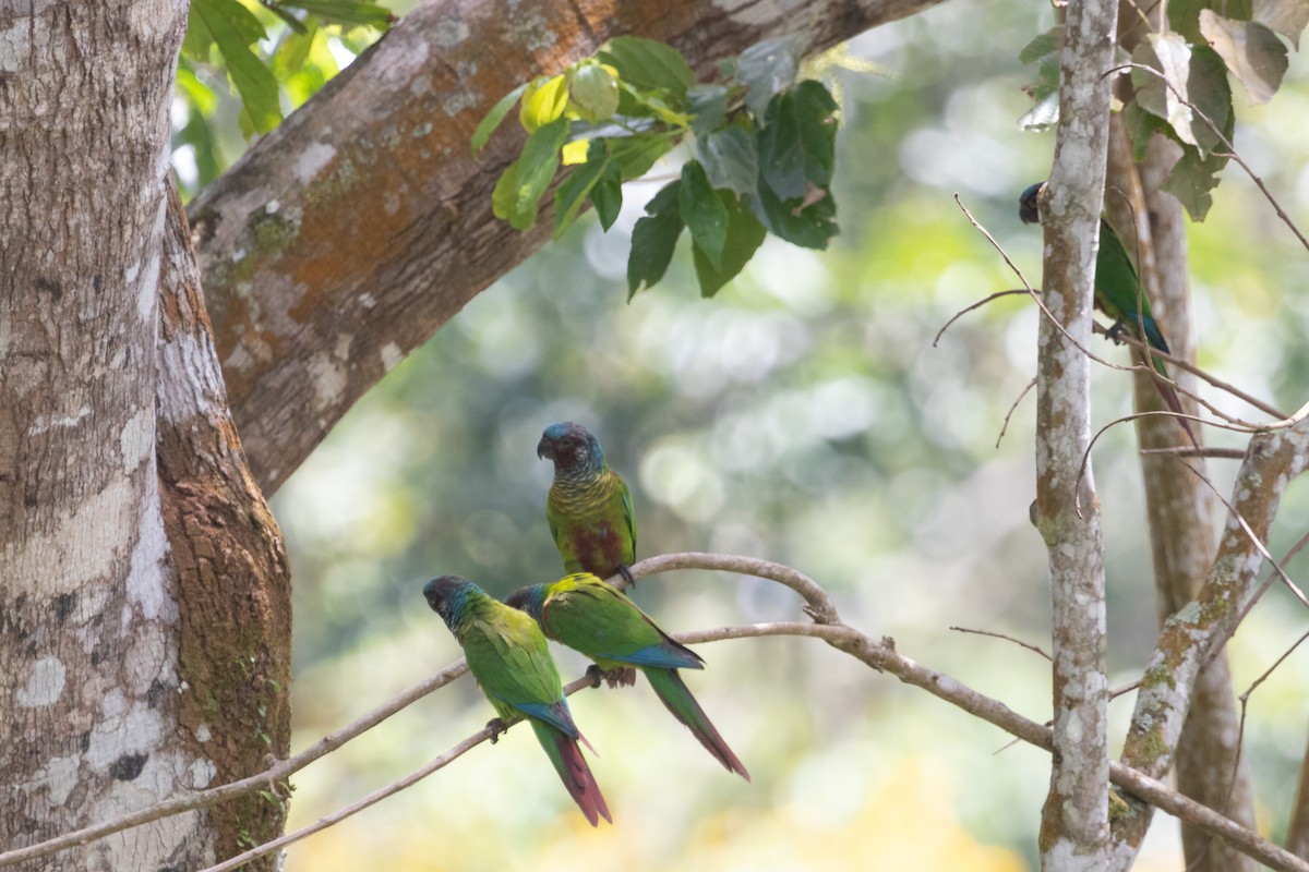 Painted Parakeet (Venezuelan) - Jhonathan Miranda - Wandering Venezuela Birding Expeditions