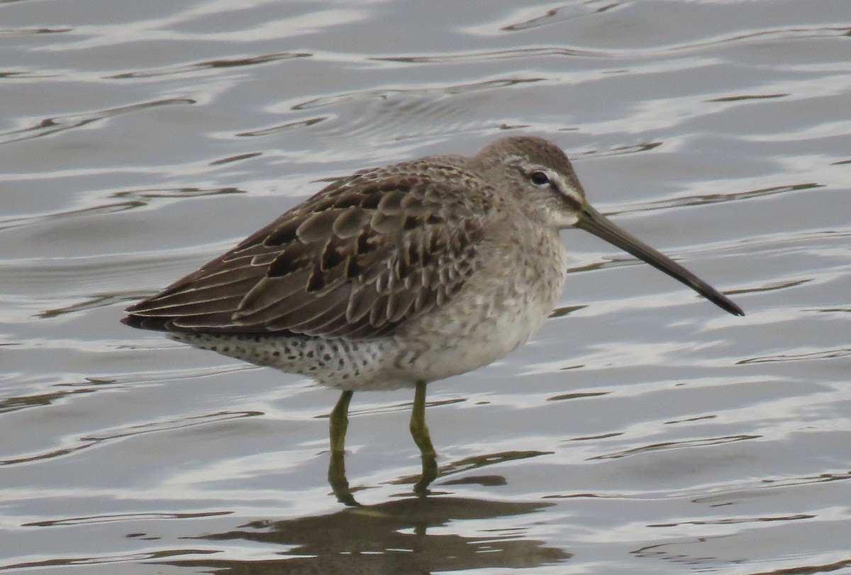Long-billed Dowitcher - ML271344511