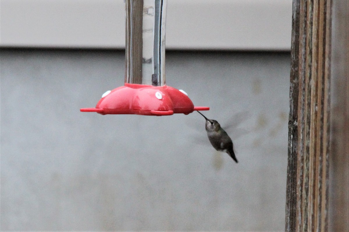 Anna's Hummingbird - ML271350461