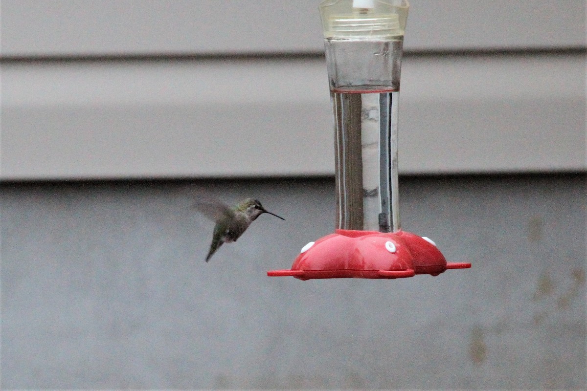 Anna's Hummingbird - ML271350481