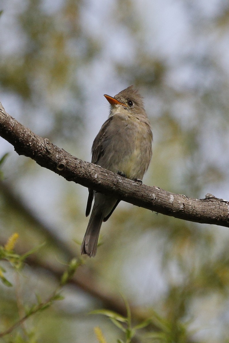 Greater Pewee - ML27135271