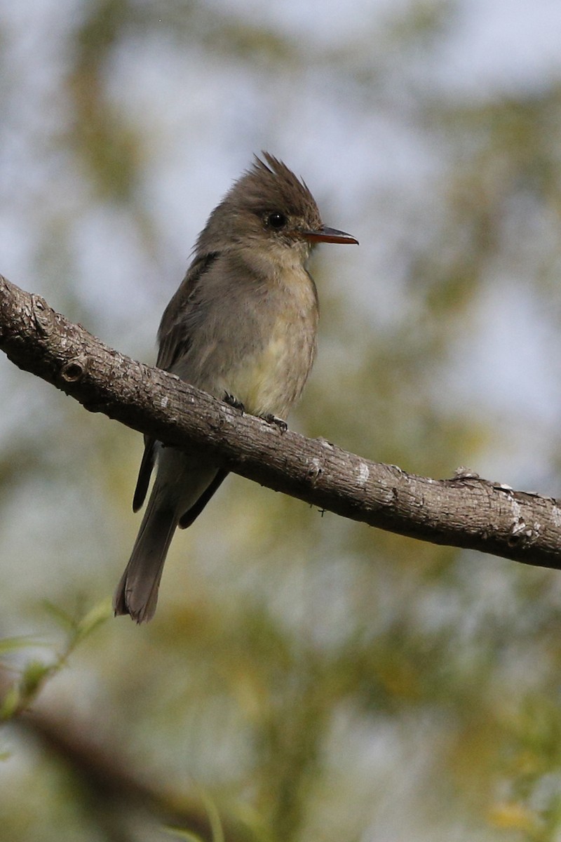 Greater Pewee - ML27135341