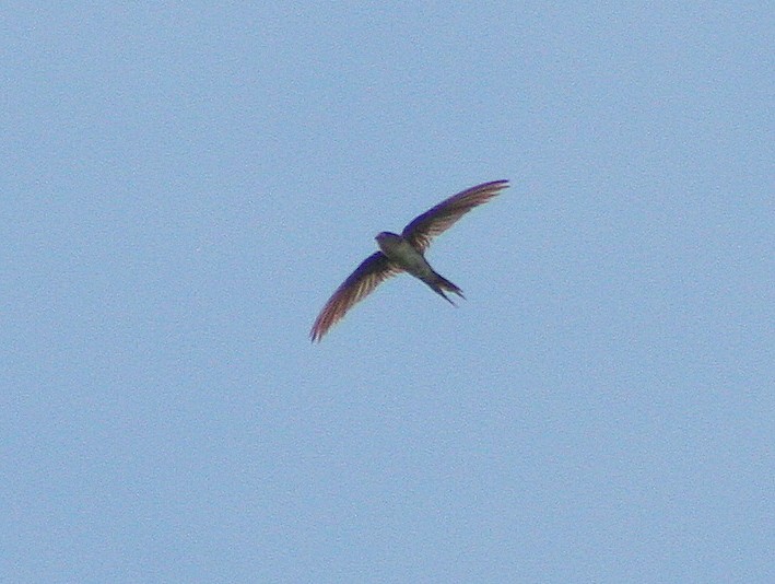 Fork-tailed Palm Swift - ML271354071