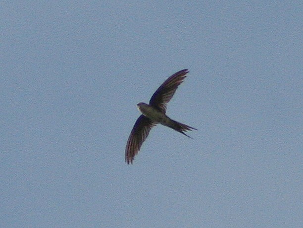 Fork-tailed Palm Swift - ML271354391