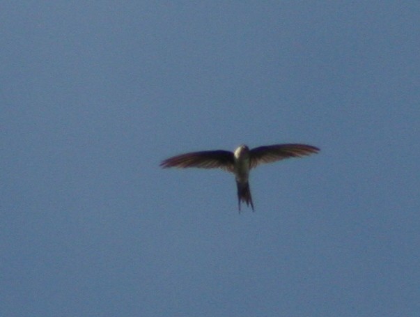 Fork-tailed Palm Swift - Lermith Torres