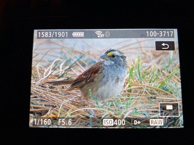 White-throated Sparrow - ML271359771