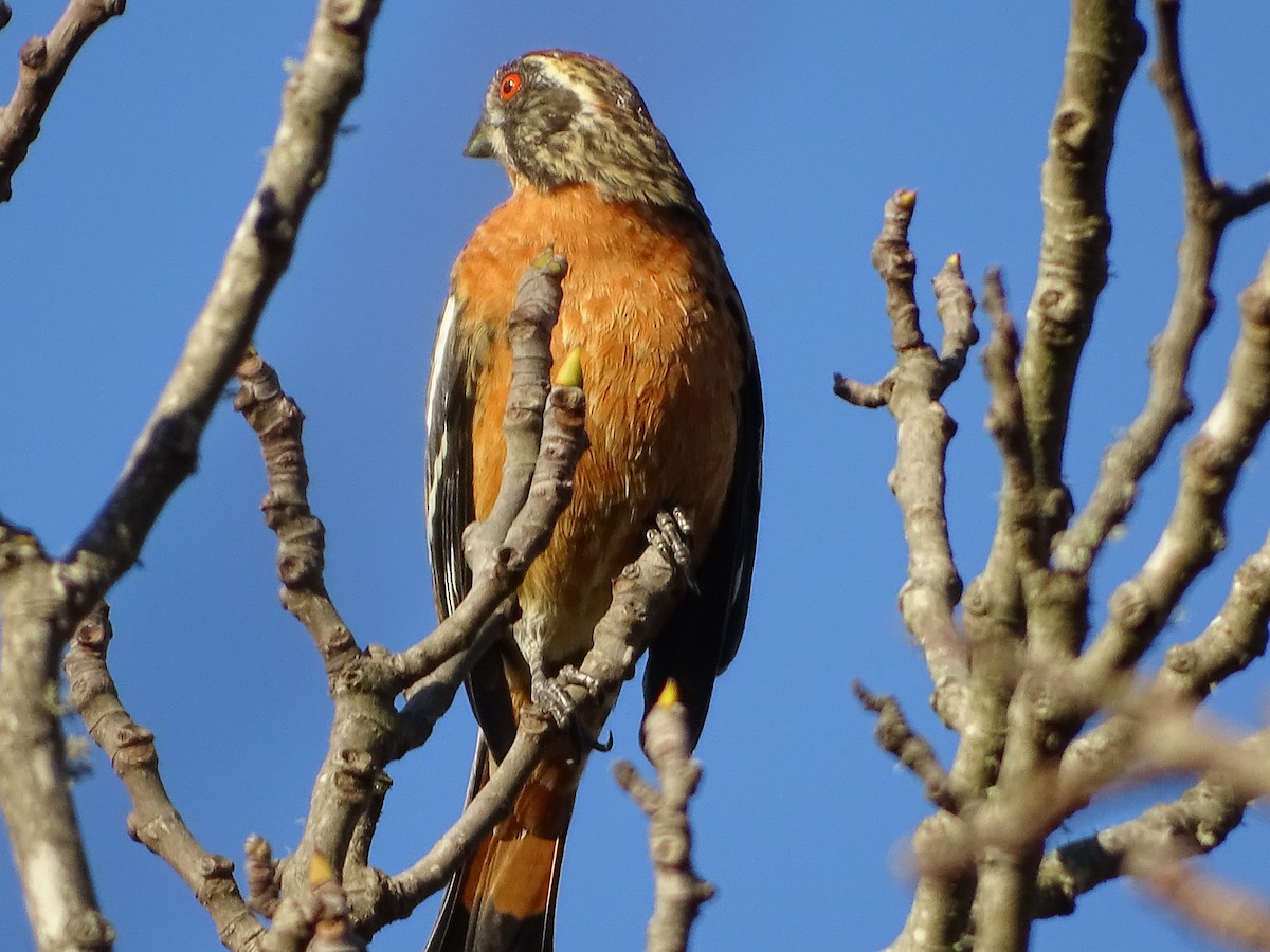 Rufous-tailed Plantcutter - ML271365911