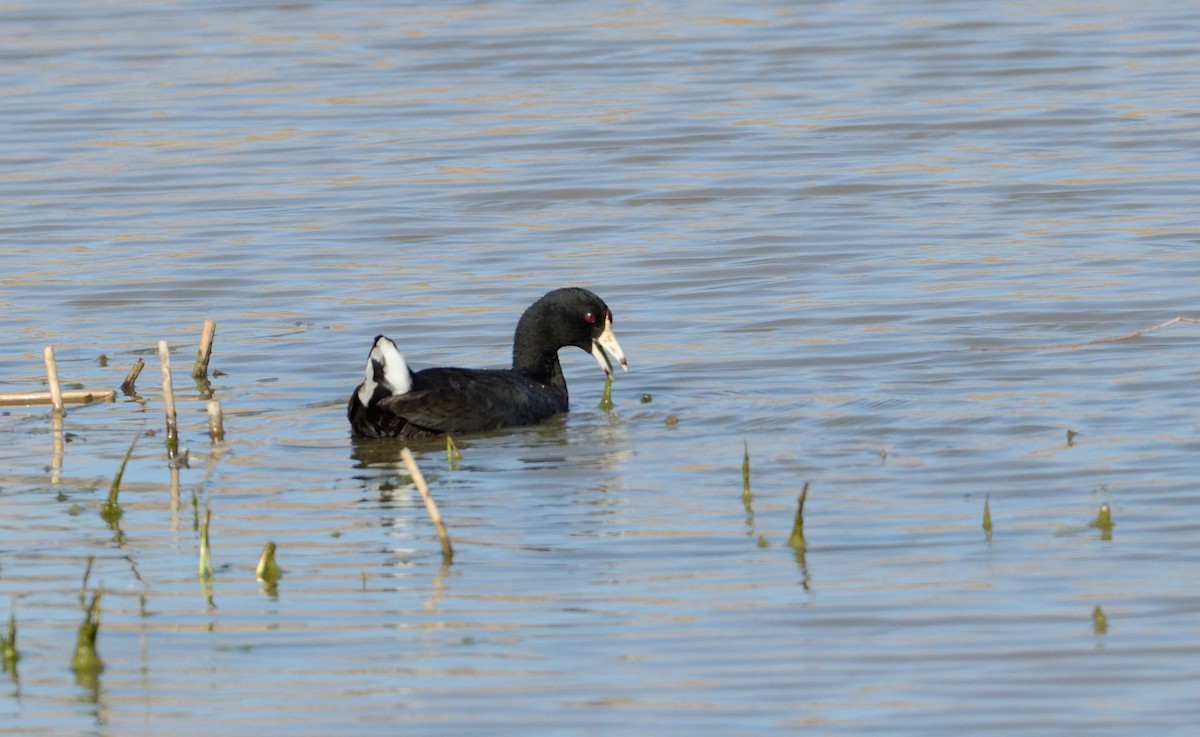 American Coot (Red-shielded) - Barry Blust