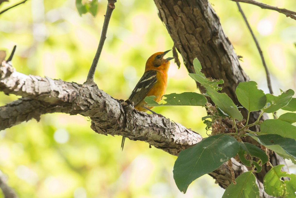 Flame-colored Tanager - Patrick Van Thull