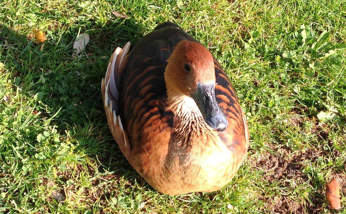 Fulvous Whistling-Duck - ML271379261