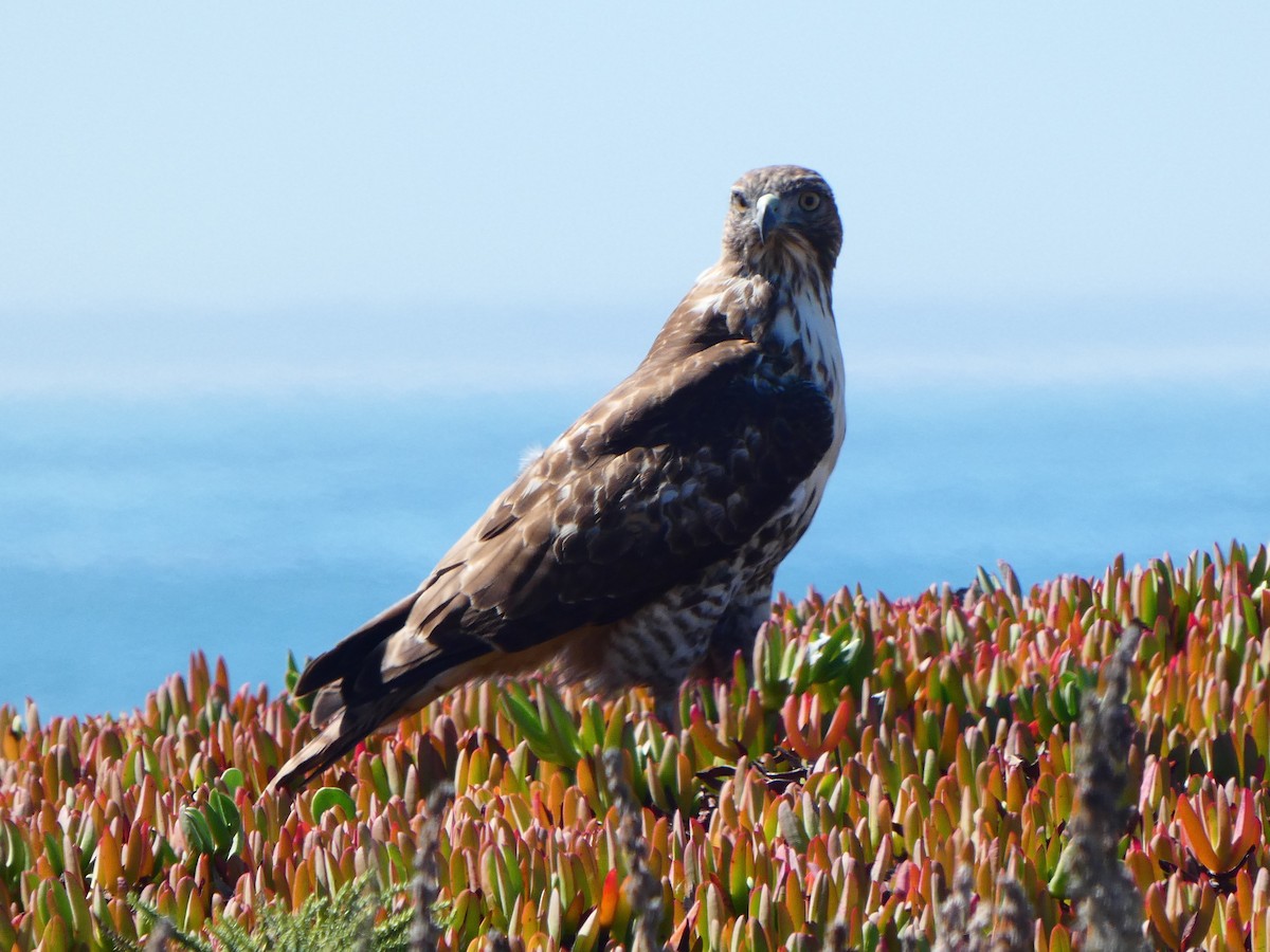 Red-tailed Hawk - ML271380261