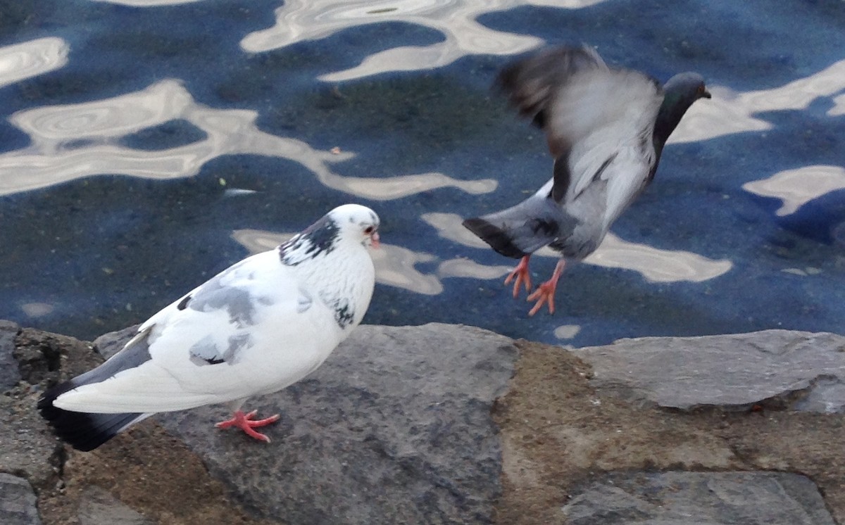 Rock Pigeon (Feral Pigeon) - ML271380351