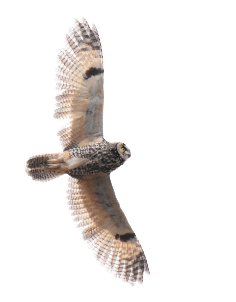 Long-eared Owl - Steven Mlodinow