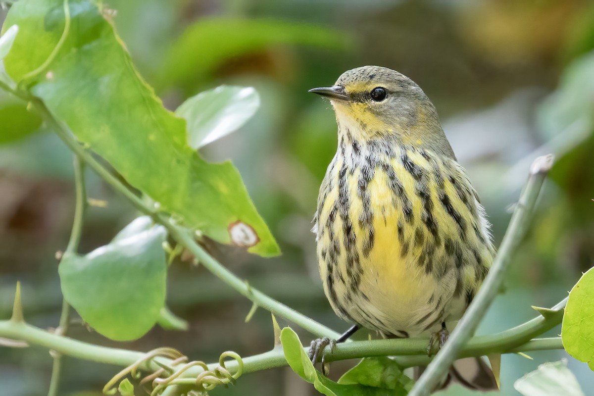 Cape May Warbler - ML271385231